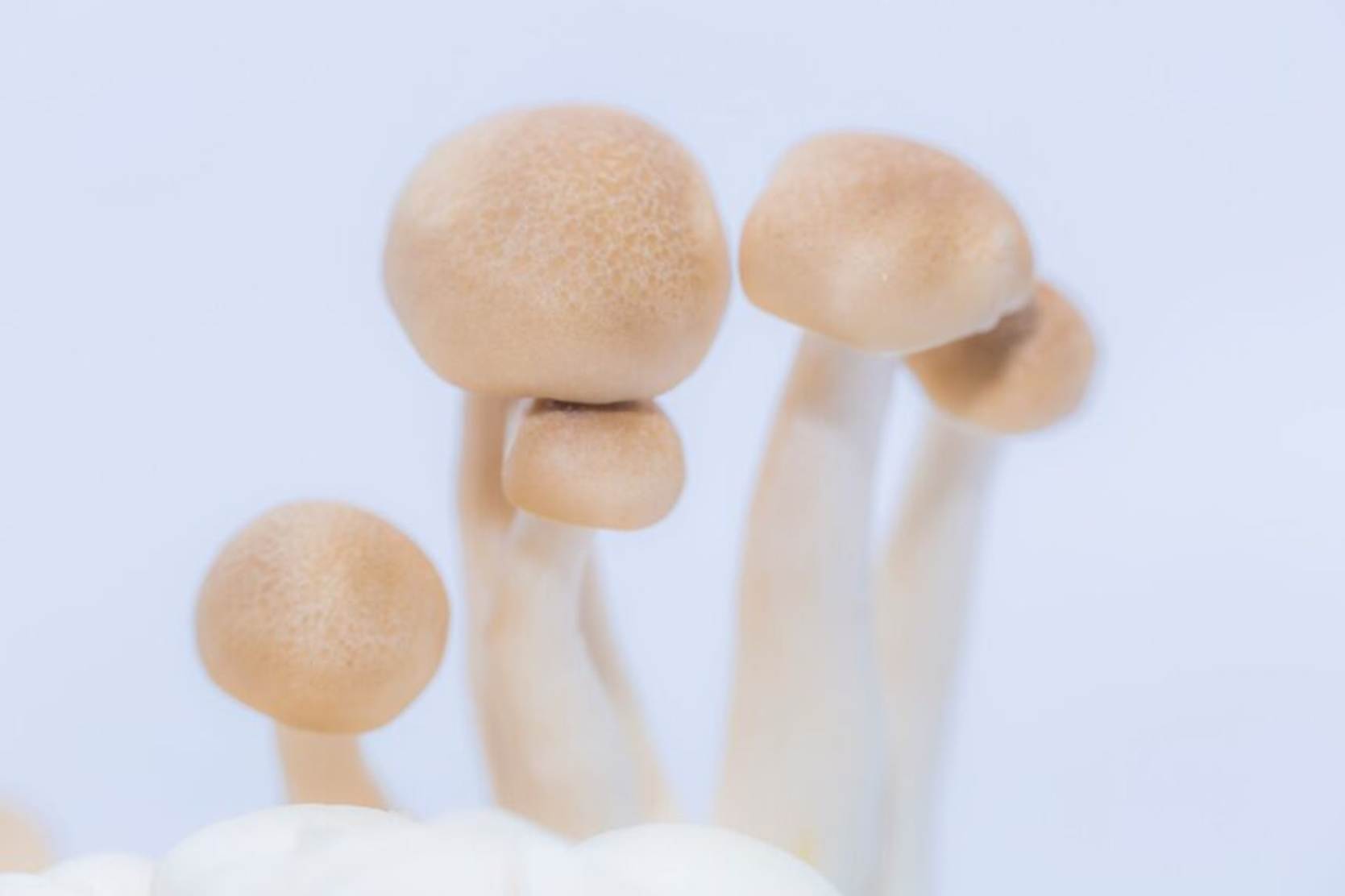 mushroom25