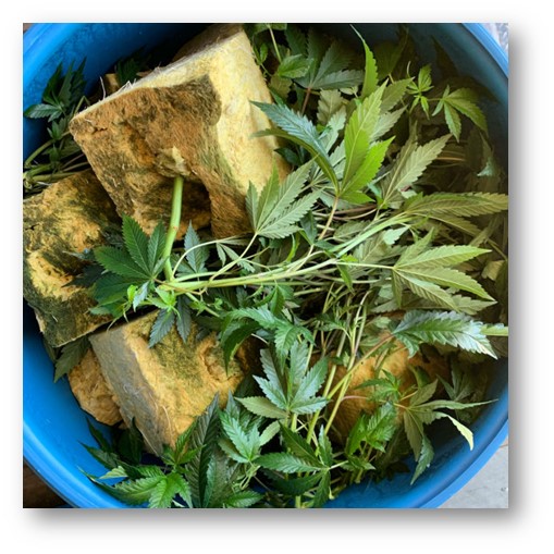 Cannabis Waste Feature EcoWaste1