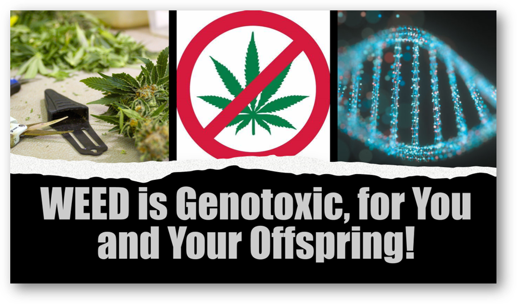 WeedisGenotoxic