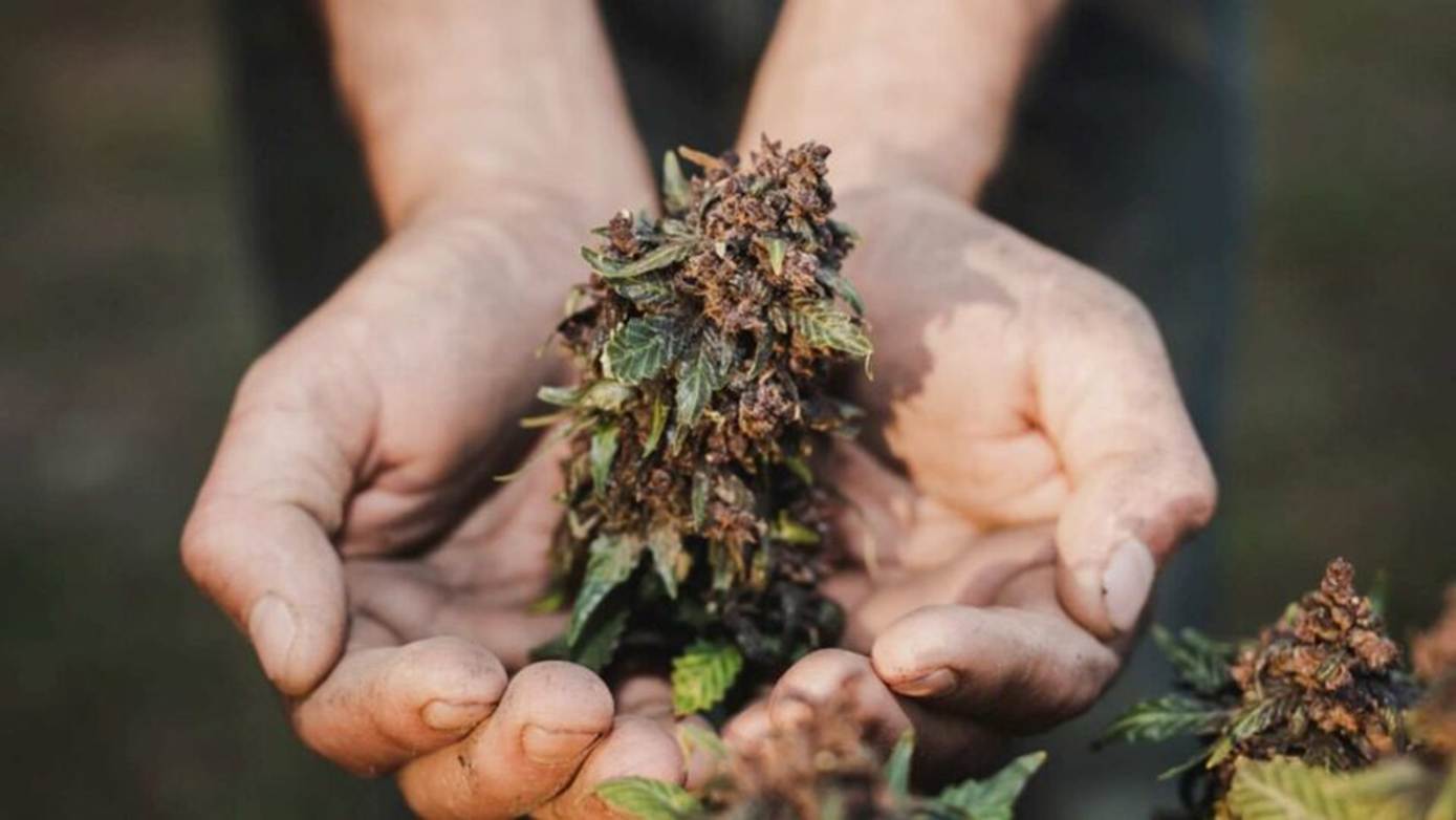 handbud